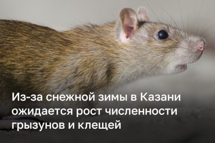 Казань готовится к борьбе с грызунами и клещами из-за снежной зимы