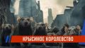 Нашествие крыс в Казани: грызуны повреждают машины и выходят к людям
