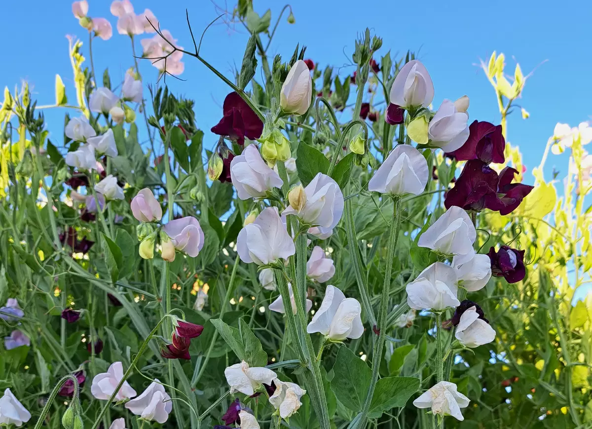 Ароматные цветы для уютного сада: простые в уходе решения