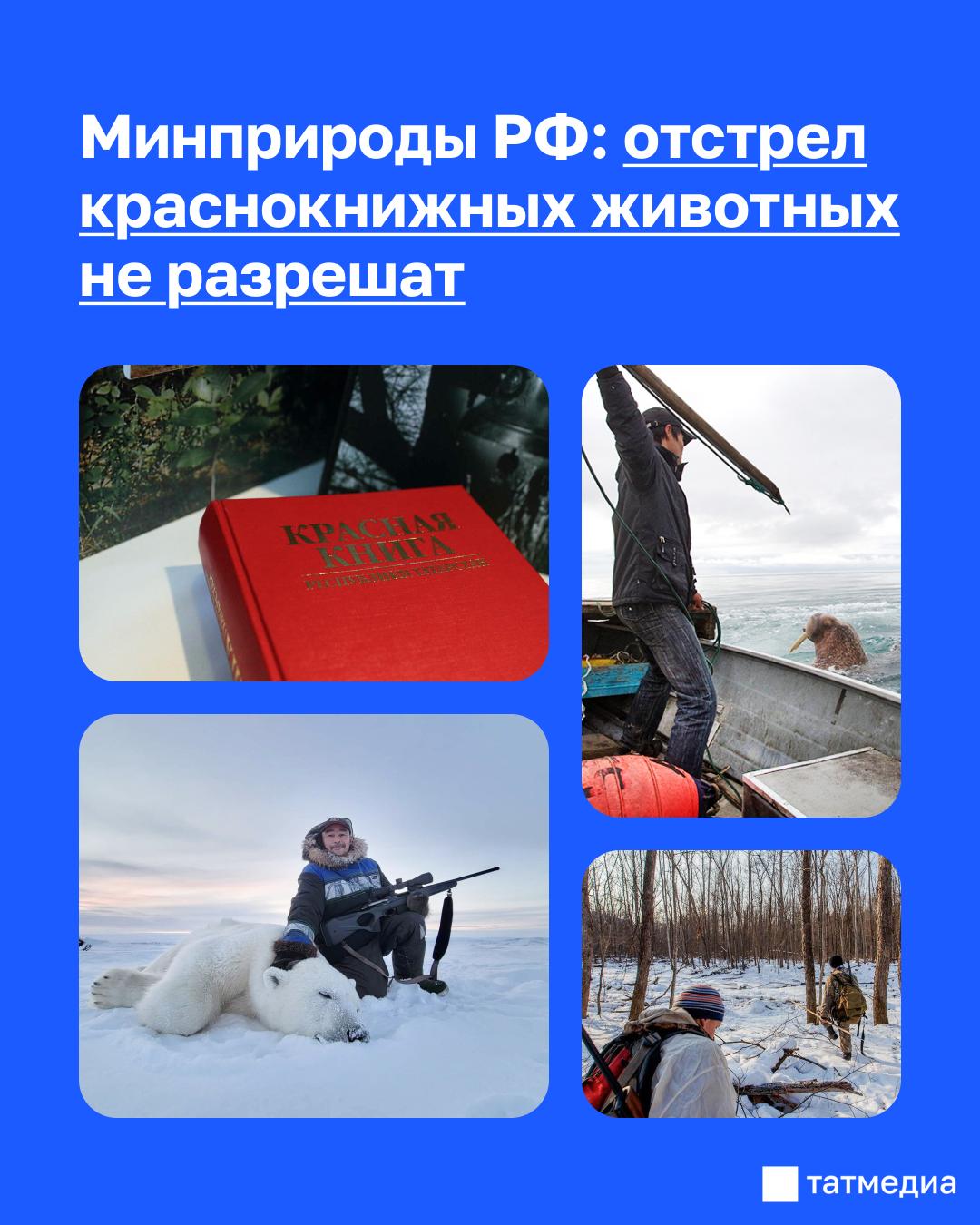 Минприроды РФ опровергло информацию о разрешении отстрела краснокнижных животных