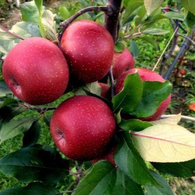 ������ ��� ���: ��� �������� ����������� ������� �� �����