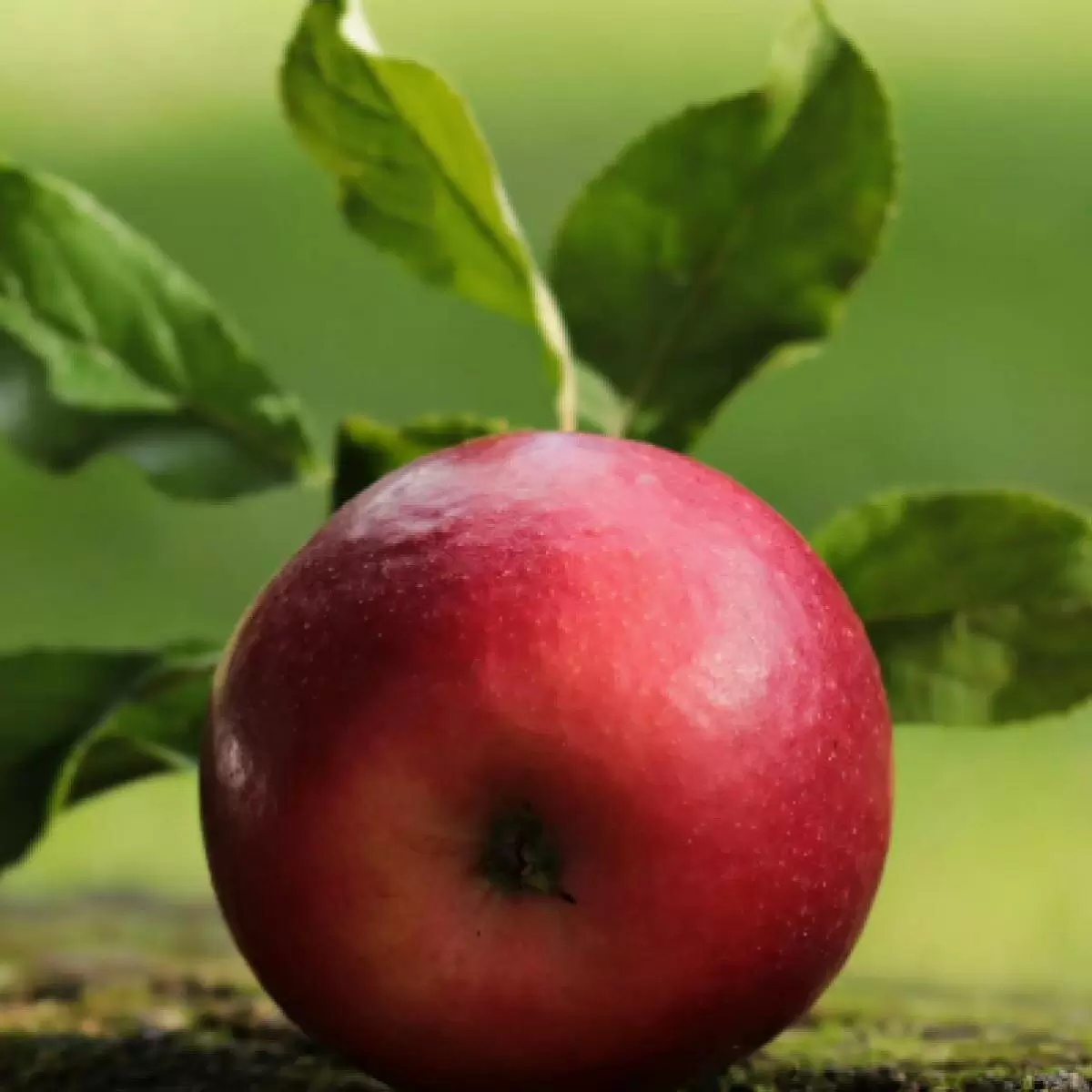 Как выбрать идеальные растения для посадки под яблоней