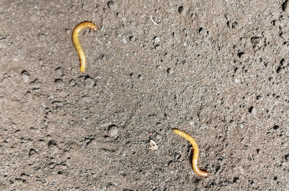 ��� �������� ������������: ������� �������� ������ � ����������