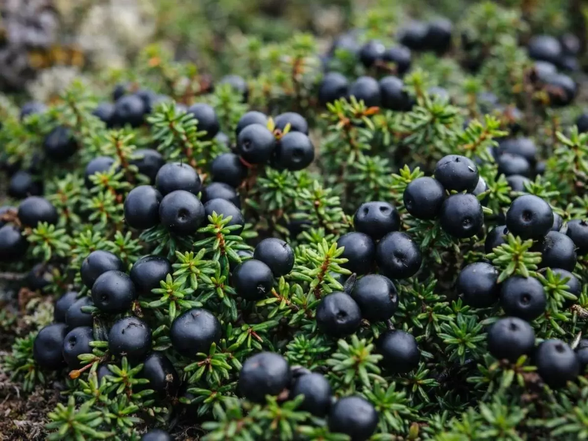 Шикша: удивительная ягода, сохранившаяся в северных широтах