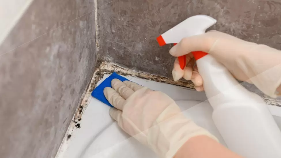 Плесень в ванной: как с ней эффективно справиться?