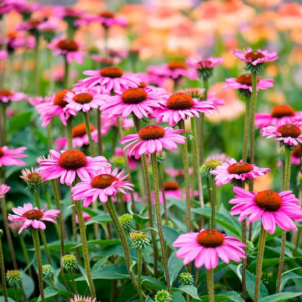 Эхинацея: как украсить ваш сад и вдохнуть в него новую жизнь