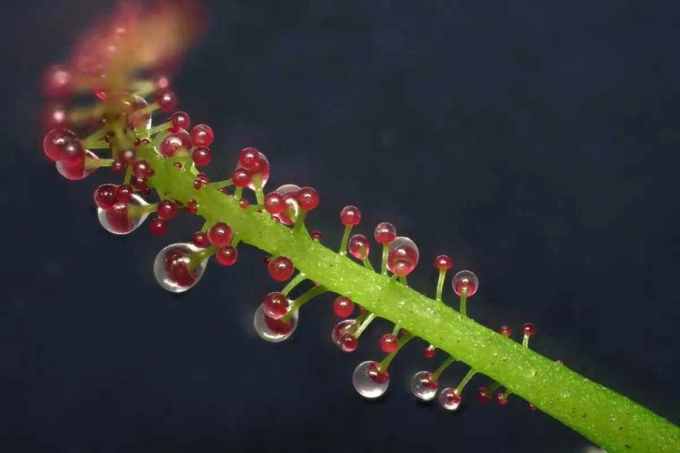 Triphyophyllum peltatum: ��������� ��������� ����������� �����