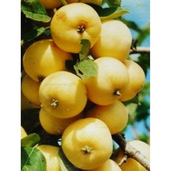 ������ ���������: ������ ���� � ������� �������������� � ������ �������