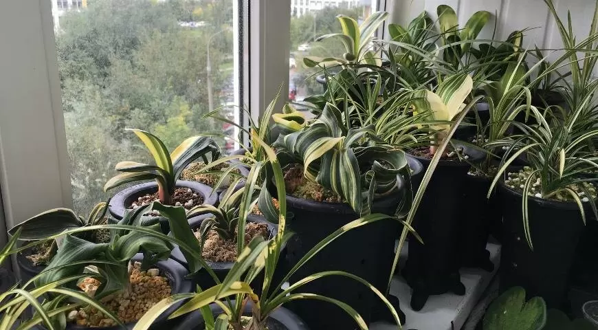 Зимний сон для домашних растений: секреты ухода и правильной температурной атмосферы