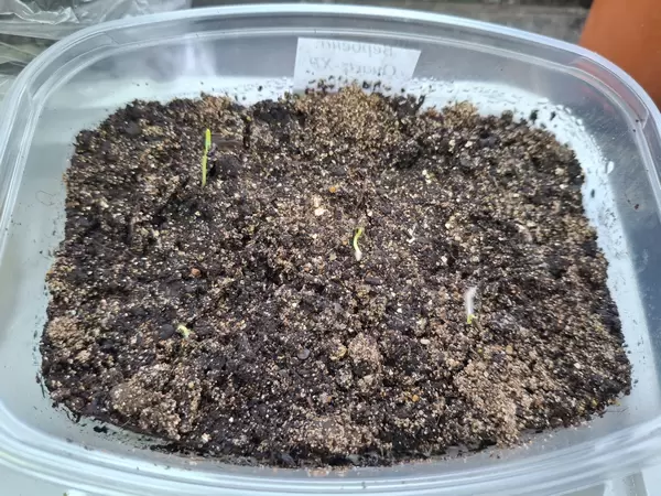 Как расправить крылья вербене: опыт успешного посева