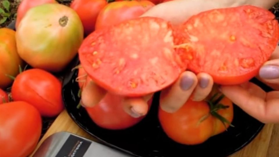 �����: ����� ���������� ������ �� �������!