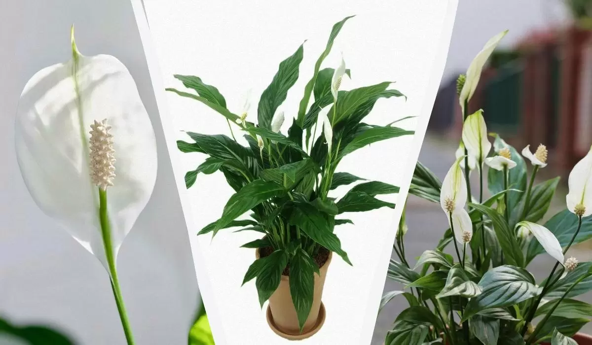 Как сохранить спатифиллум зимой: простые советы для заботливых хозяев