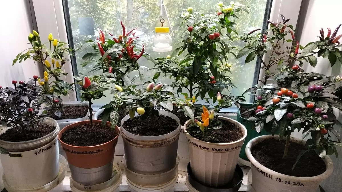 Цветущий урожай: перцы на домашнем огороде