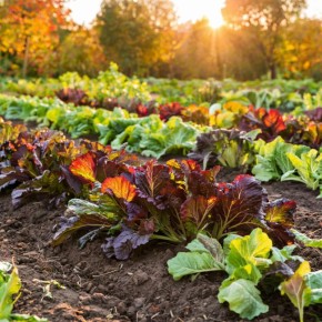 Осенняя подкормка: секреты ухода за почвой для богатого урожая