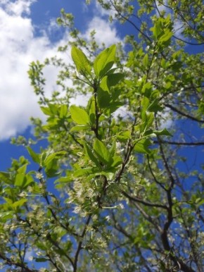 ����� ����� �� ���������� ��������� ����� ��������