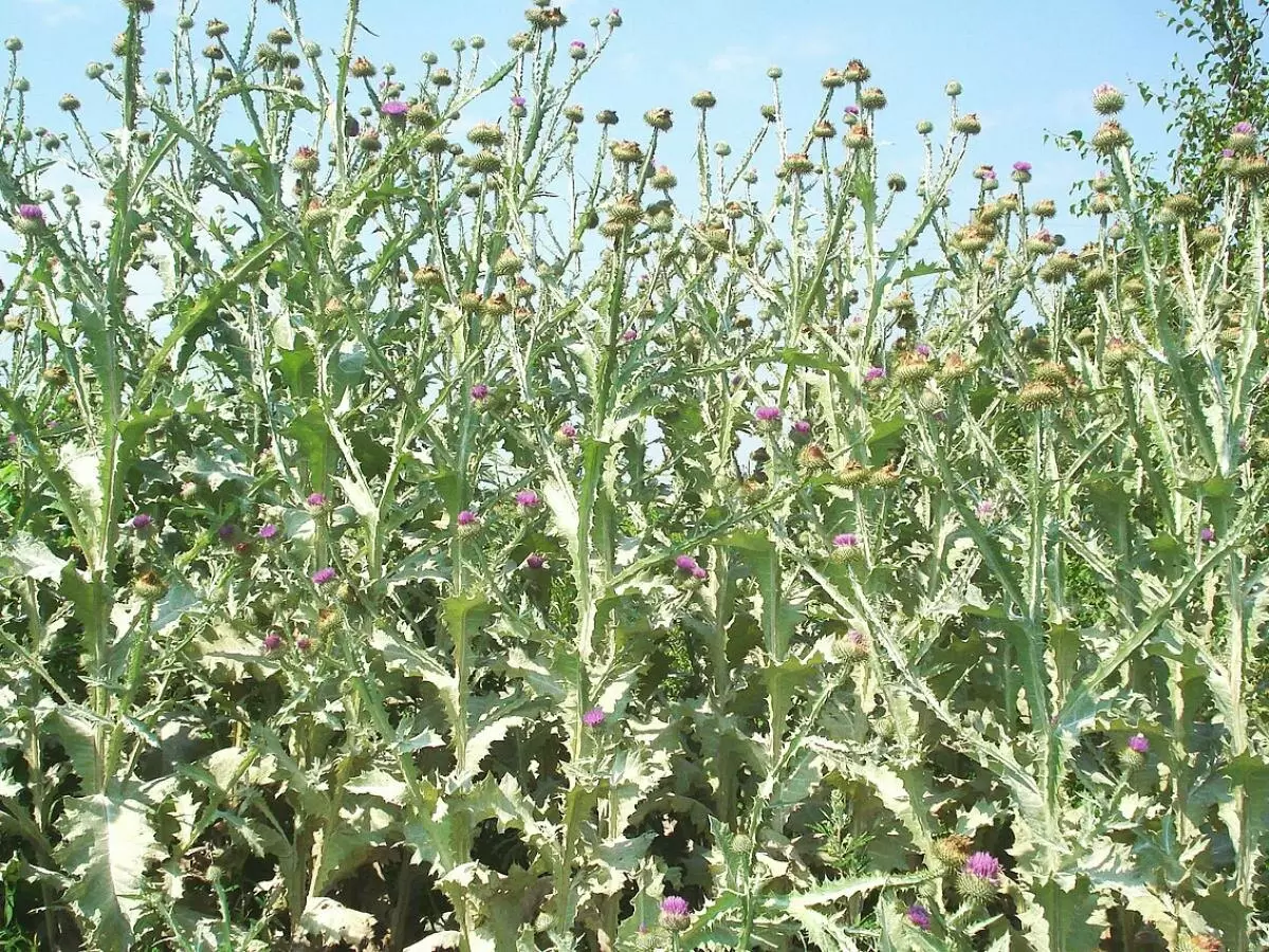 Жёлтые цветы Сицилии: неожиданный вторжение или экосистемная угроза?