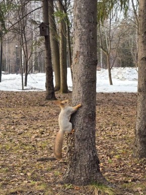 ������� ������� ��� ��������