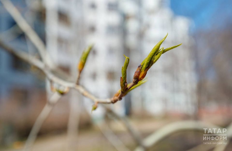 ������ � ���������� 12 ������: �������, ������� ����� � �� +14 �C