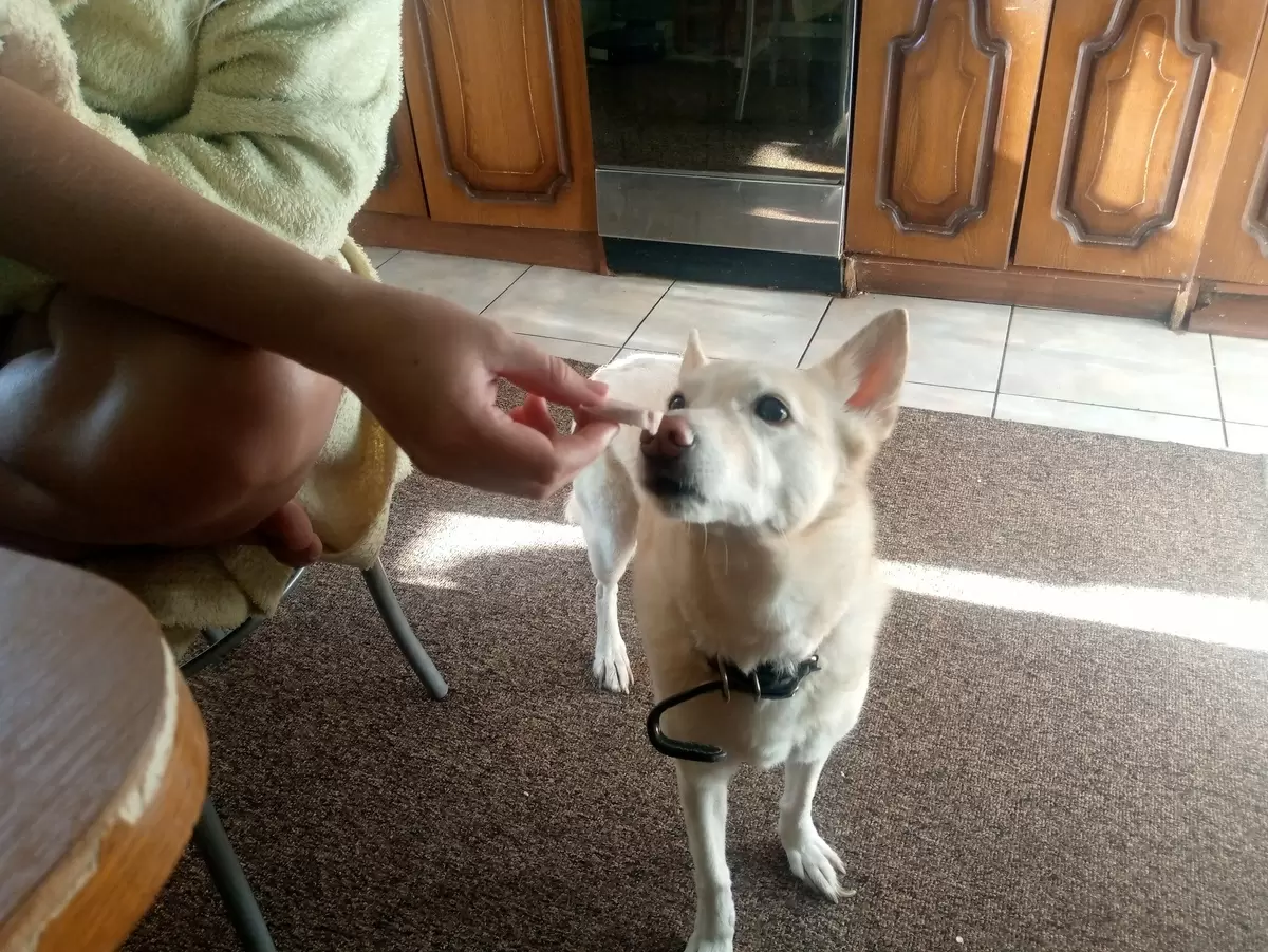Что скрывает ваш любимый паштет: неожиданное мнение собаки