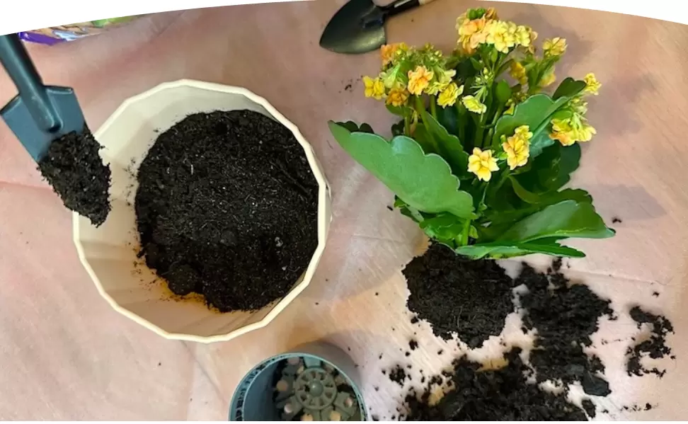 Создайте идеальный грунт для своих комнатных растений самостоятельно