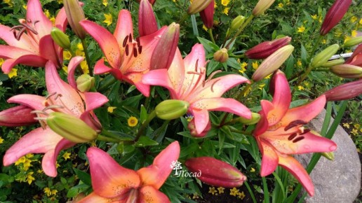 Июнь в саду: основные заботы и советы для успешного урожая