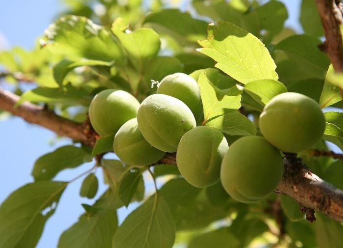 �������� �������� ����: ������� � �������