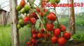 Томат Кечкемети 549: легкость ухода и великолепный вкус