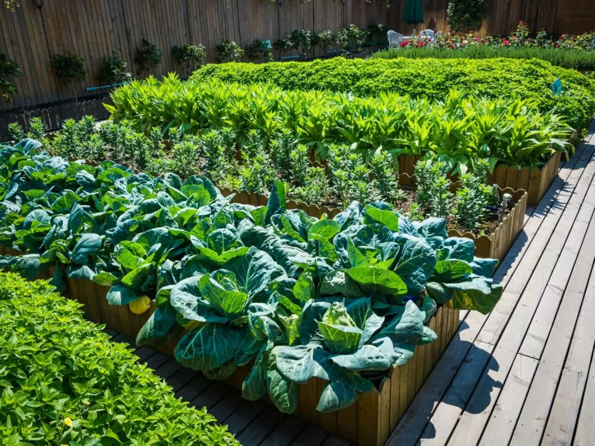 Мед: природный помощник для ваших растений