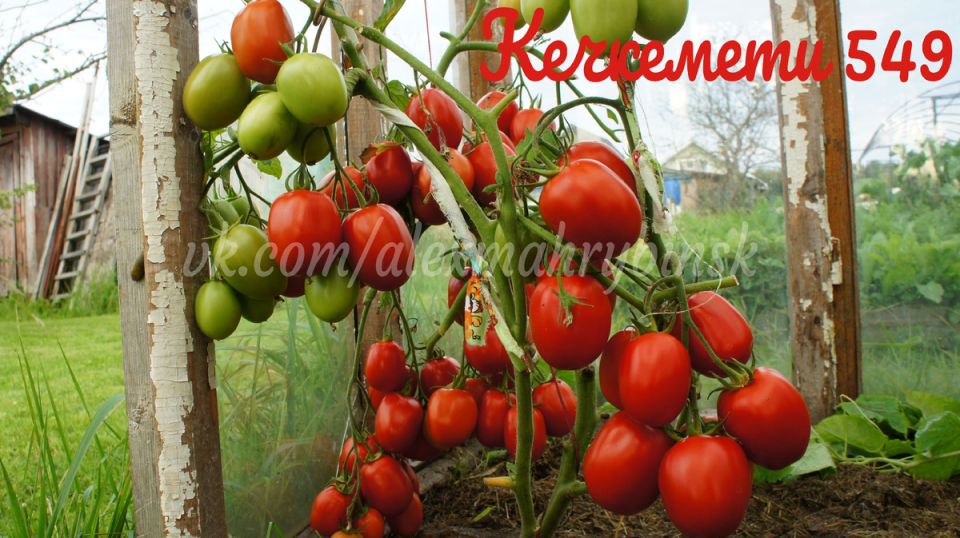 ����� ��������� 549: �������� ����� � ������������ ����