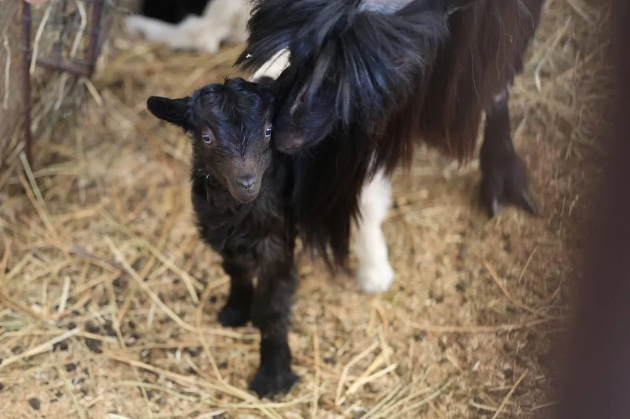 Пополнение в казанском зооботсаду: в семье валлийских коз появилось новое потомство Пополнение в казанском зооботсаду: в семье валлийских коз появилось новое потомство