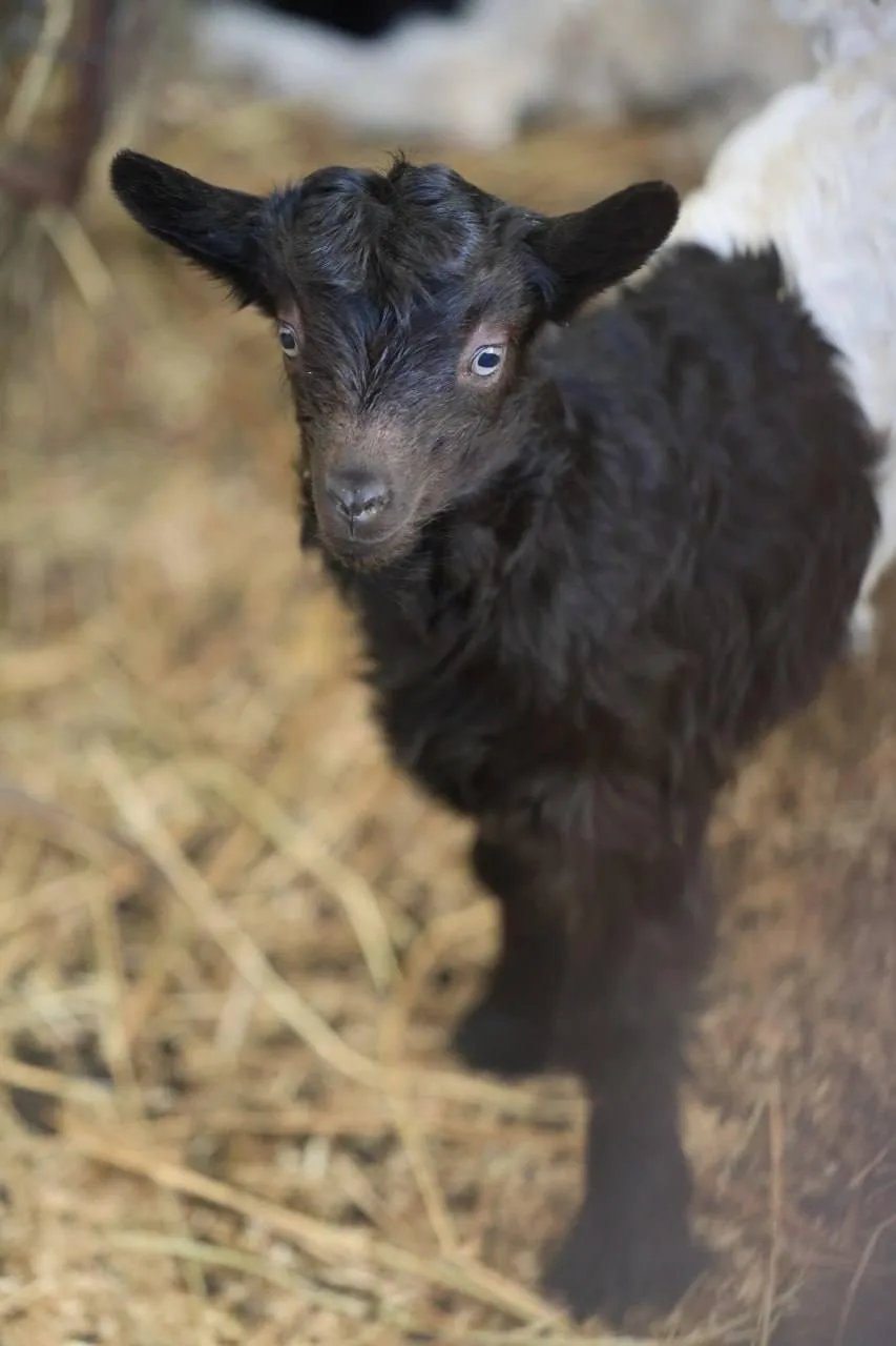 Пополнение в казанском зооботсаду: в семье валлийских коз появилось новое потомство Пополнение в казанском зооботсаду: в семье валлийских коз появилось новое потомство