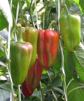 ����� �����: ������ ������, ������� ������� ���� ������