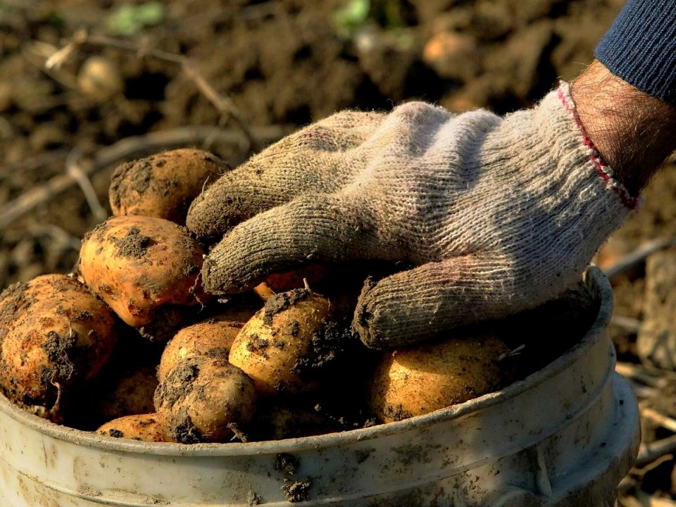 ����� ���� ������� ��������: ������ ��� �������� � ������������� ������