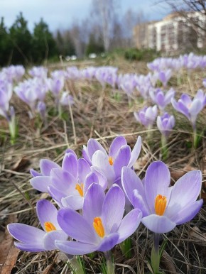 В сквере Лемаева расцвели крокусы))