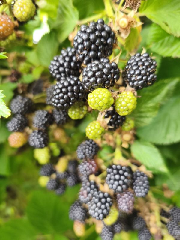 ����� ��� ����: ������ ���� �� ���������� � ����