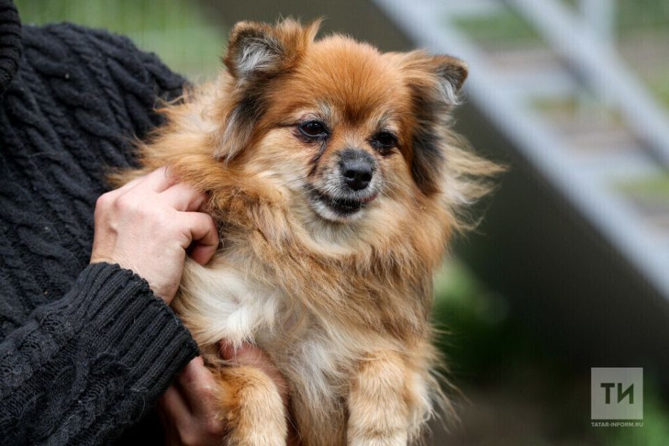 � ���������� ���������������� ��� ����� 66 ����� �����