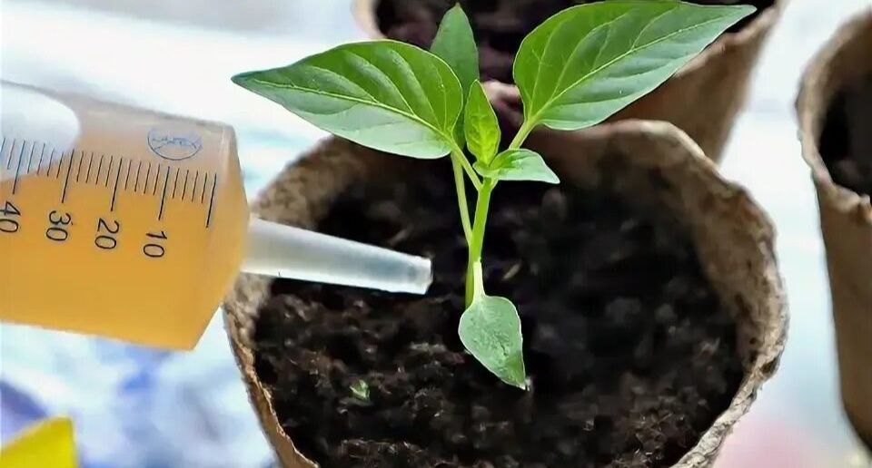 ������ ������ ��� ��������� �������: 7 ����� �� ��������