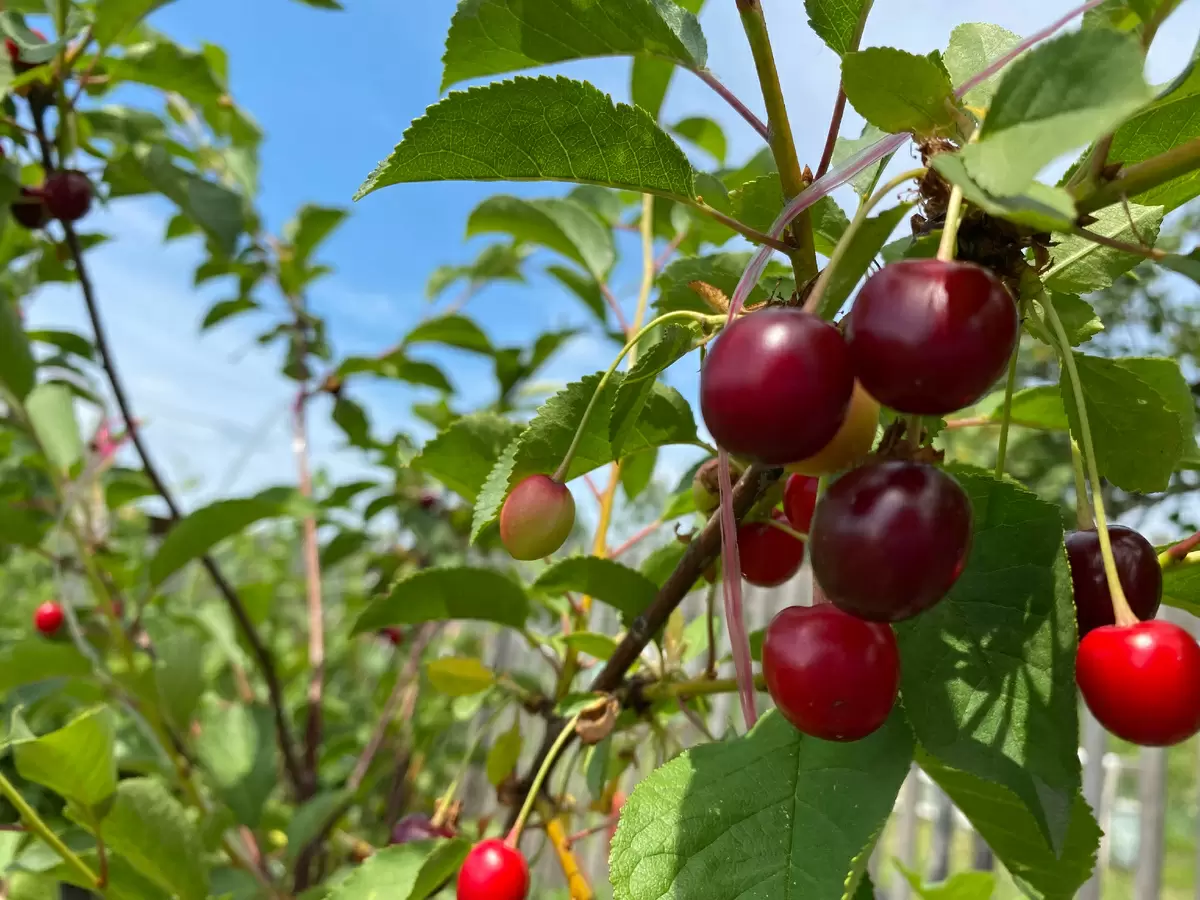 Вишня Шоколадница: Почему это идеальный выбор для вашего сада