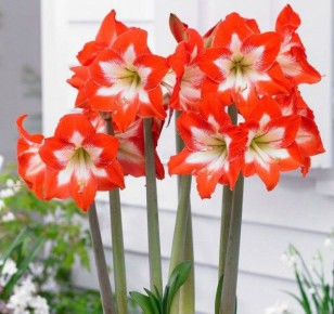 Амариллис: секреты успешного ухода и размножения этого великолепного цветка