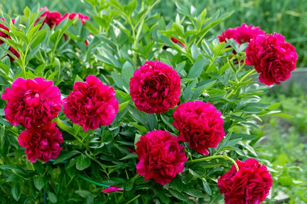 Уход за пионами в зимний период: рекомендации экспертов