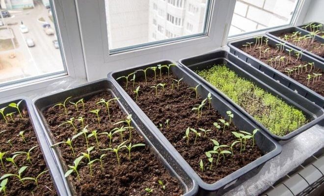 ����� ������� �� ������: ������� �������, ������� ����� �����