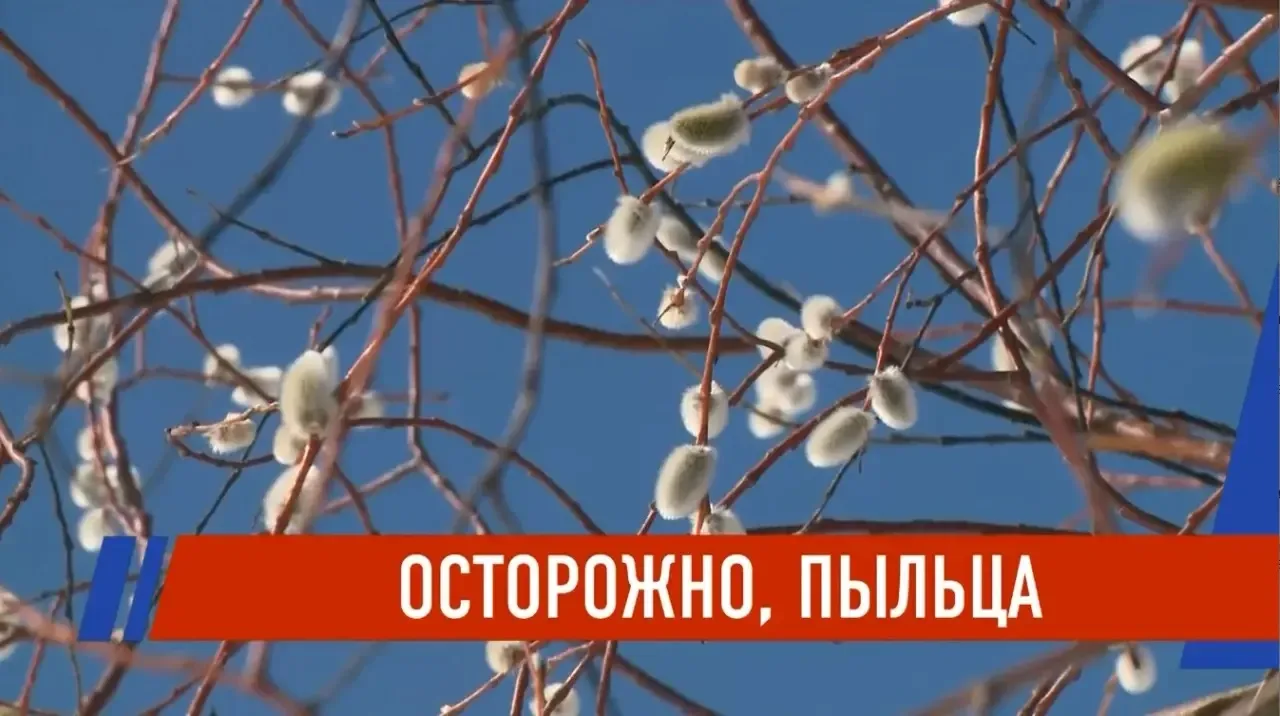 Берёза готовит «аллергический удар»: сезон пыльцы наступает раньше