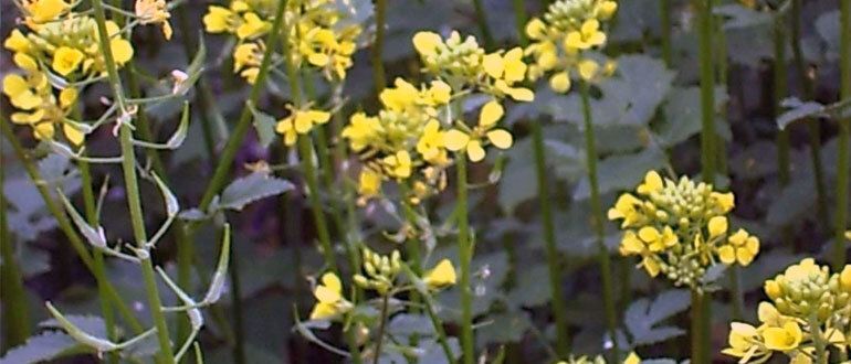 ��� ����� ������� ������� ������ �� �������� � ����������