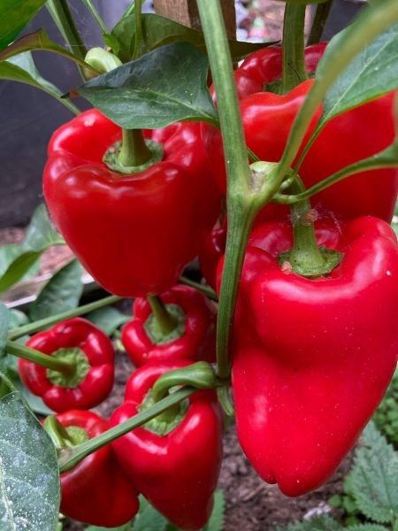 ����� �������� ������: ��������� ������ ����� �������� � ���������