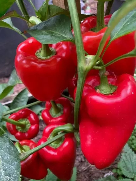 Перец Гордость России: идеальный баланс между размером и удобством