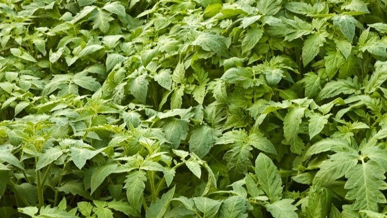 ����������� ������������ �������: ������� � �������� ������