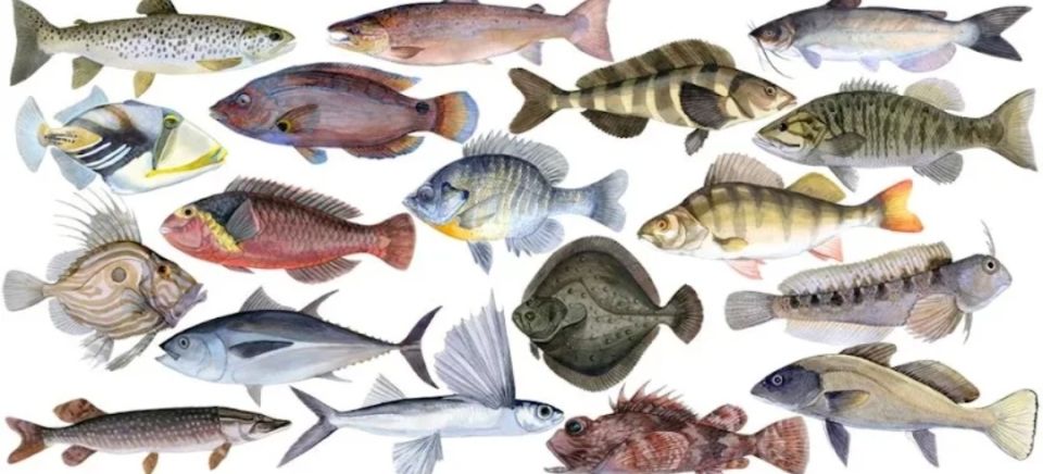 ���� �� ����� �����: ����� ���� ��������� �������� � ������������