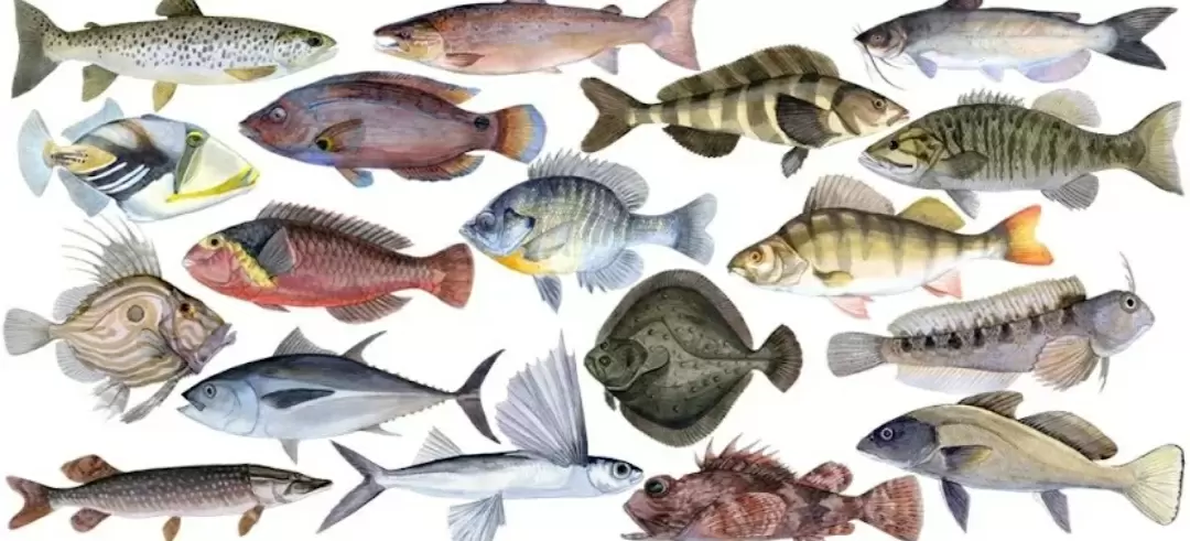 Рыба на вашем столе: какие виды обеспечат здоровье и удовольствие