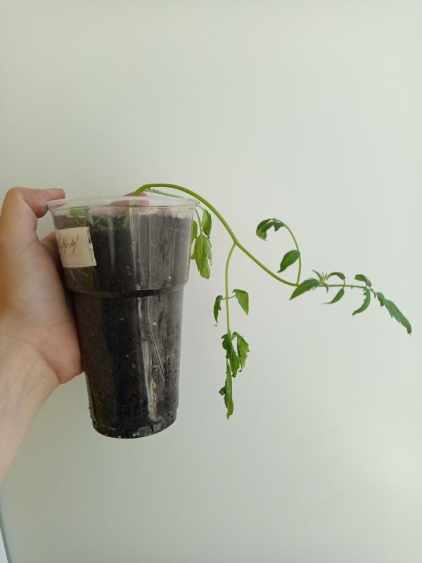 ������ ������� ������� ����� ����� ���������: ��������� ������