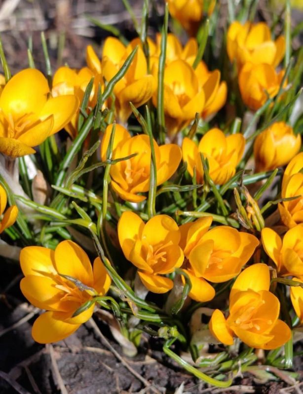 � ���������� ��������� ������ �������